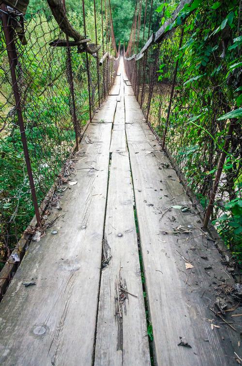 suspension bridge in forest